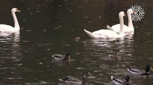 #Москвастобой — Исторический маршрут «Береговая дорожка» по пейзажному парку в «Царицыне»