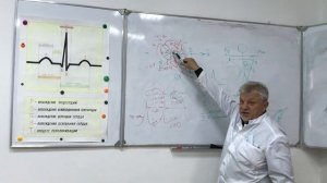 ЭКГ, регистрация и анализ, треугольник Энтховина,