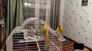 Какарики подпевают