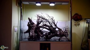 Коряги в аквариуме и все о них!