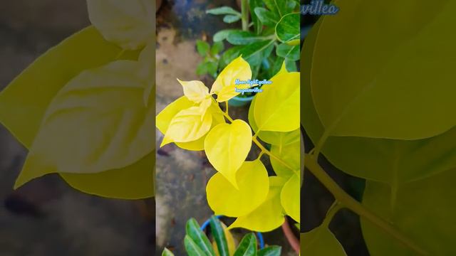 Moonlight Yellow Bougainvillea