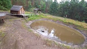 Ловля на паук судаков! На разных лесных прудах.
