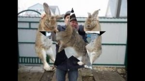 Кролики "Фландер" в нашем хозяйстве