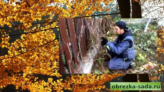 Обрезка садовых деревьев и кустарников осенью