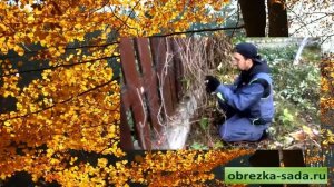 Обрезка садовых деревьев и кустарников осенью