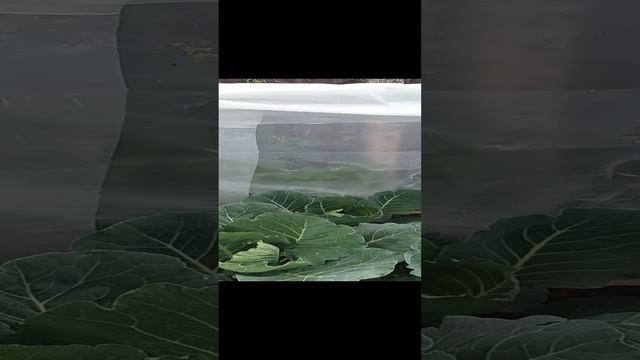 Подкормка горошка.mp4