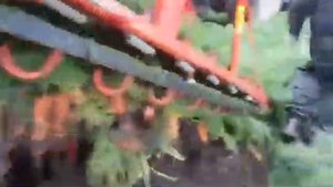 Уборка моркови комбайном в Крыму