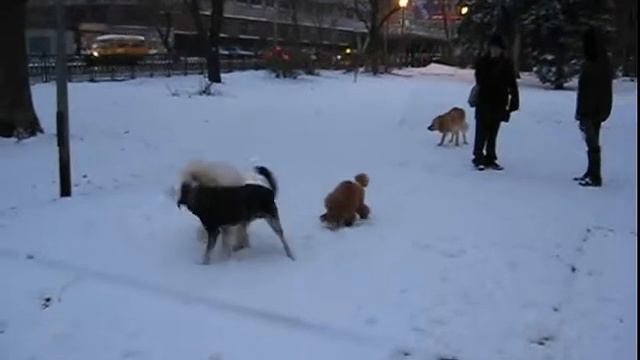 Кузя и Роза.avi смотреть онлайн