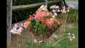 ЛИКОРИС  (LYCORIS)  сем. Амарилисовые