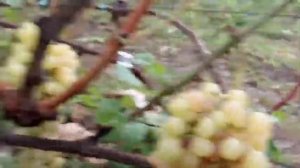 Cорта винограда Басанти, Маэстро, Колибри, Торнадо, Жар птица, Хусайне 2 сентября 2021