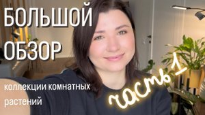 Большой обзор моей коллекции комнатных растений!
