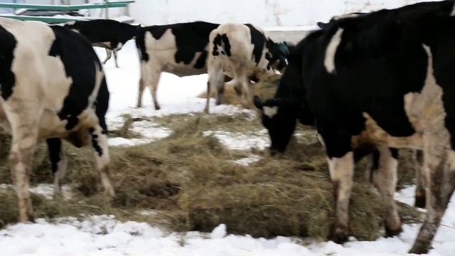 Сто коров молочной Холмогорской породы доставили в хозяйство «Багарах» в Якутске
