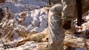 Зимняя Охота на волков (Койотов) США