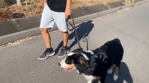 Learn the simple process to walk off leash with distractions