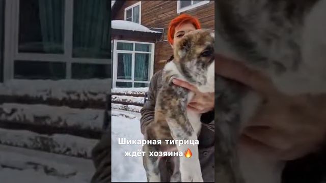 +79854323599 WhatsApp Telegram. смотреть онлайн