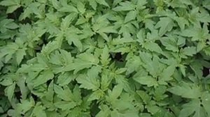 СОРТ ТОМАТА МЕТЕЛИЦА -  ЛУЧШИЙ ВАРИАНТ ДЛЯ НАЧИНАЮЩИХ ИЛИ ЗАНЯТЫХ САДОВОДОВ  Видеоурок Ольг