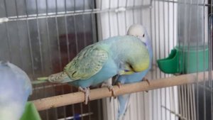 Птенцы волнистых попугаев, родители Феникс+Адель.