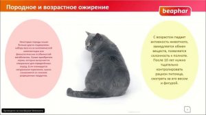 Ожирение у кошек