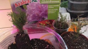 ?Верески.Особенности размножения , как черенки зимуют дома.?