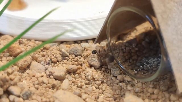 Муравьи рода Messor #3 смотреть онлайн