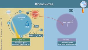 Биология 9 класс (Урок№11 - Фотосинтез.)