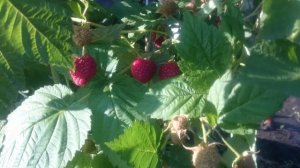 Ремонтантная малина Самохвал и Карамелька в Омске! Отличные сорта для Сибири!