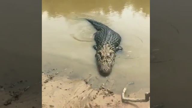 Аллигатор на озере в Ливадии Приморского края смотреть онлайн