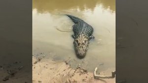 Аллигатор на озере в Ливадии Приморского края