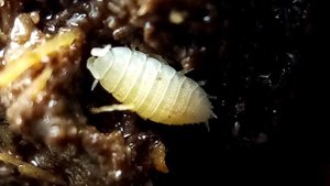 Trichorhina tomentosa - белая карликовая тропическая мокрица|#1|