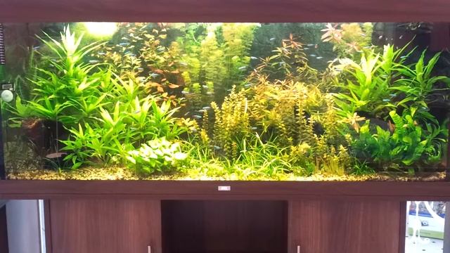 Juwel Rio400 смотреть онлайн