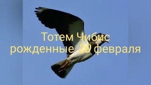 Тотем Чибис рожденные 20 февраля