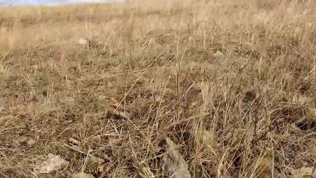 Ветер смотреть онлайн