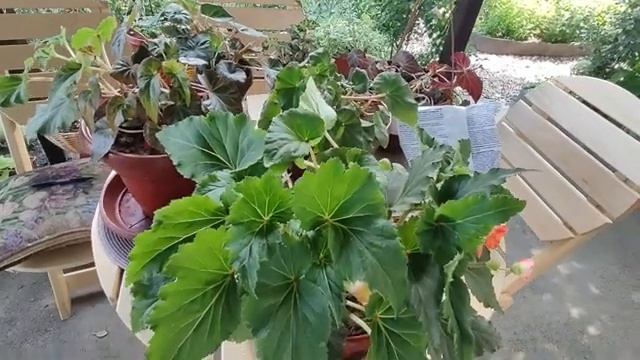 Бегония .Обрезаю и омолаживаю кусты для повторного цветения. Вношу удобрение для роста и бутонизаци