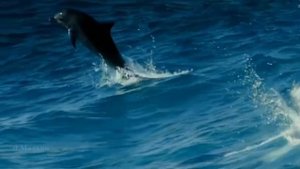 Океан и его обитатели.