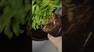 Пересадка папоротника купленного по уценке.