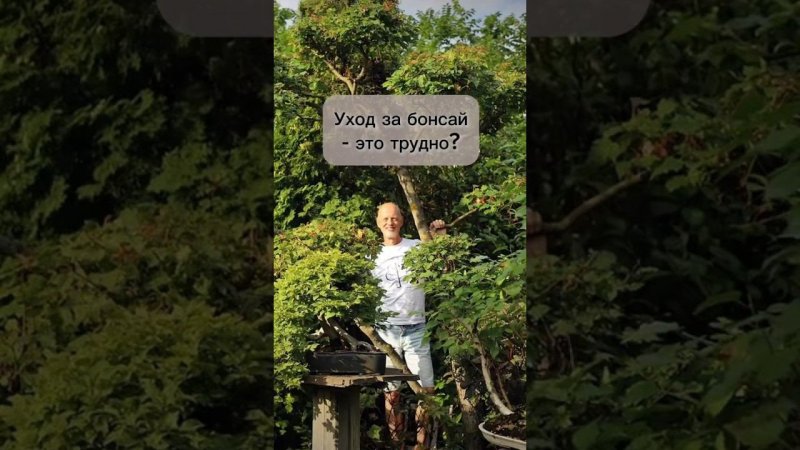 Уход за бонсай-это трудно?! #bonsai #бонсай #ниваки #сад #андрейдарусенков