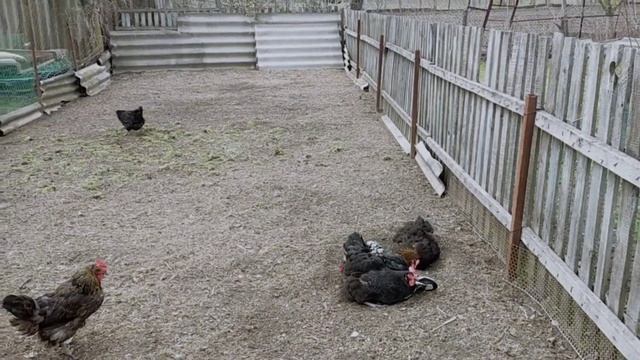 #584УБРАЛИ ВЕСЬ МУСОР/ЧЕМ ОБРАБОТАЛА САД смотреть онлайн