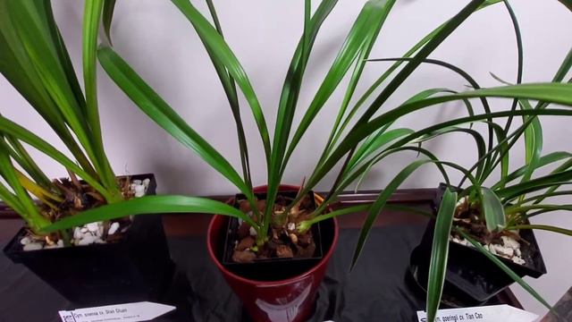 Chinese Cymbidium Winter Project Update смотреть онлайн