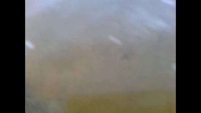 Подводные виды