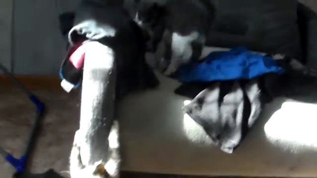 ПРИКОЛЬНЫЕ КОТЯТА! ^_^ смотреть онлайн