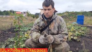 Как посадить на даче абрикосы за бесплатно или как посадить абрикос чтоб он прижился, СОВЕТ ТЕЩИ.