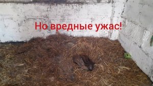 Ушной клещ и глисты у кроликов!?Как бороться?