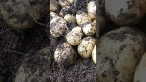 картофель сорт Винета с одного куста 28 ,больших картошек