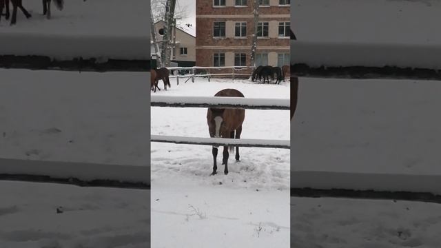 Зима в конно-спортивном клубе. Наесться снега, чтобы не идти на тренировку