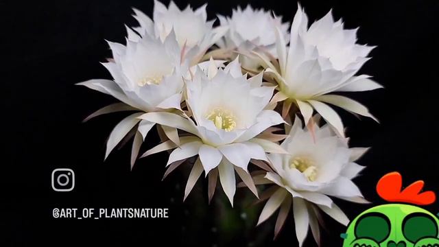 Echinopsis subdenudata