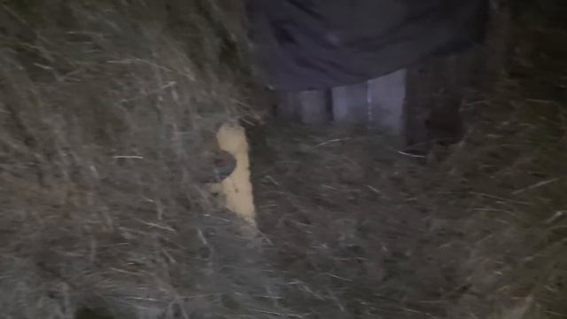 Сделали Навес для овец Убрали Сено Женя закончил чистить бочки