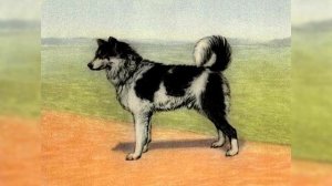 Yakutian Laika. Pros and Cons, Price, How to choose, Facts, Care, History