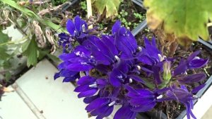 Lobelia ´Starship Blue´