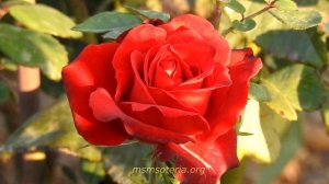 Вера - Христианские стихи.