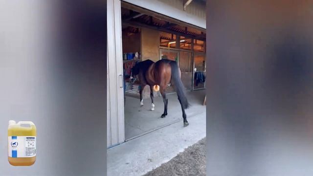 Better than horse shampoo. Hypoallergenic. The more you wash the BETTER your magnificent steed feel смотреть онлайн